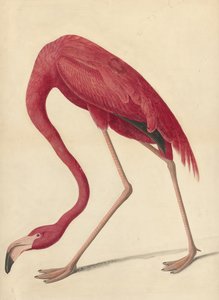 Greater Flamingo, 1838 (wc, tojásfehérje és grafit papíron)